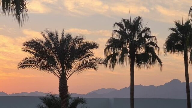 Pan shot of palm trees during sunset on background there is sunset being mountains
