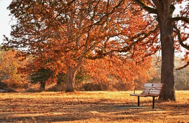 Wooden bench in an autumn park