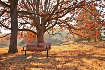 Wooden bench in an autumn park