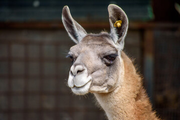 Obraz premium Lama