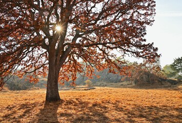 Autumn park on a sunny day