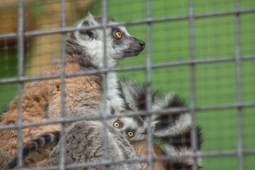 2 lemurs close-up, adult and calf in a zoo cage. Monkeys, primates