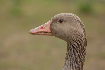 Goose close-up in profile, goose head, farm production, poultry edible