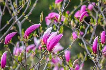 Blooming pink magnolias close-up on a sunny day, pink flowers