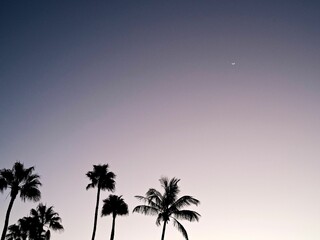 Obraz na płótnie Canvas Palm trees at scenic sunset