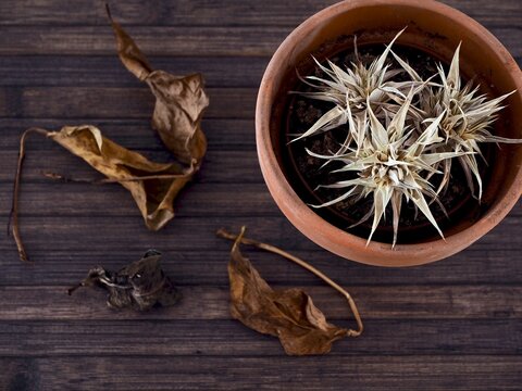 Top view shot of dried plant leaves and dry Deuterocohnia\n on a clay pot plant on wooden surface