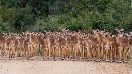 Impala ewes bunching up on the road
