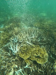 Fototapeta na wymiar Vertical shot of coral reefs branching corals underwater of snorkeling Fitzroy island, Australia