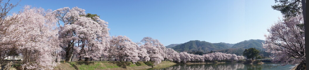 パノラマで見る六道堤の桜並木