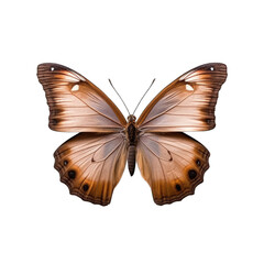 Large wall brown butterfly -  Lasiommata maera 2. Transparent PNG. Generative AI