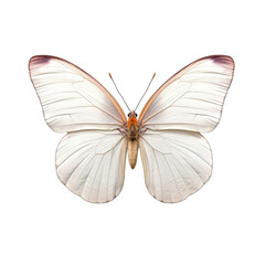 Obraz na płótnie Canvas Small white butterfly - Pieris rapae. Transparent PNG. Generative AI