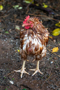 Wet Chicken in the Yard: Rainy Day Dampness and Poultry Farming
