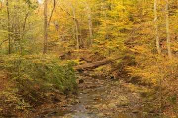 Scenic shot of yellow autumn trees and a creek flowing through the tranquil forest