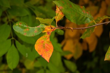 Closeup of green, red and orange leaves in autumn in the forest