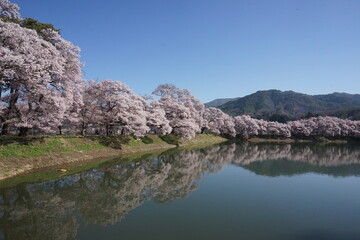Fototapeta na wymiar 水面に映る桜並木