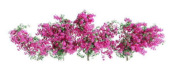 Set of Bougainvillea plants, isolated on transparent background. 3D render.