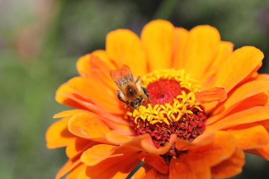 Zinien: Bienen- und schmetterlingsfreundliche Blumen f&uuml;r den Naturgarten