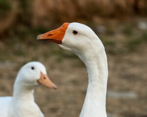 Closeup of beautiful white geese in a field with blurred background