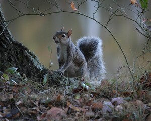 Gray squirrel in the woods