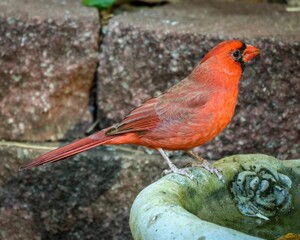Closeup shot of a male northern cardinal near the wall