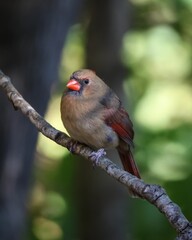 Vertical shot of a female northern cardinal near the wall