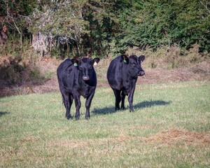 Black cows resting in a green pasture on a sunny day