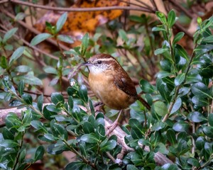 Closeup of a Carolina wren (Thryothorus ludovicianus) perched on a tree branch
