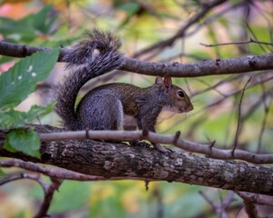 Naklejka na ściany i meble Closeup of a gray squirrel on a tree limb
