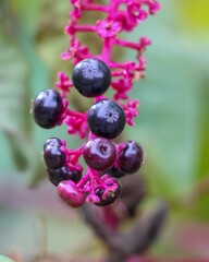 Vertical shot of  Pokeberries on a blurred background