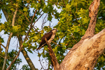 Osprey at the Nest