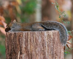 Closeup of a squirrel laying on a tree trunk with a peanut in its mouth