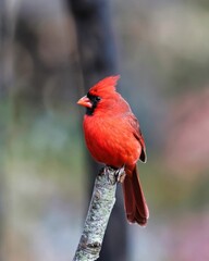 Vertical closeup of a red Northern cardinal bird perched on the branch