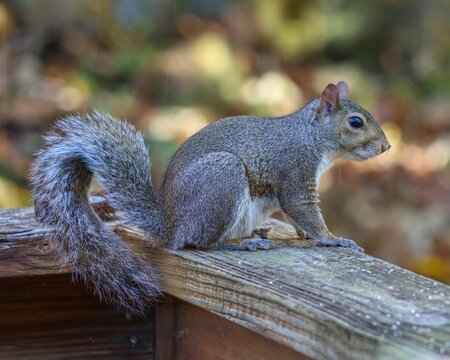 Eastern gray squirrel on the wooden deck