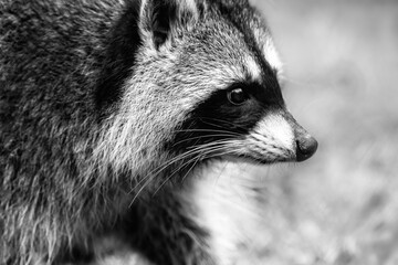 Grayscale side closeup of a guadeloupe raccoon outdoors with a blurred background