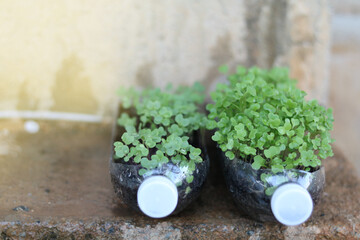 Young and small plants or vegetables growing in bottle plastic pot, recycle water bottle pot. Recycle and reusable green garden concept.