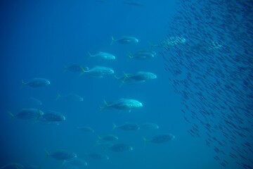 Fototapeta na wymiar Beautiful shoal of fish swimming together captured underwater