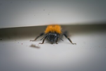Closeup of a small bumblebee