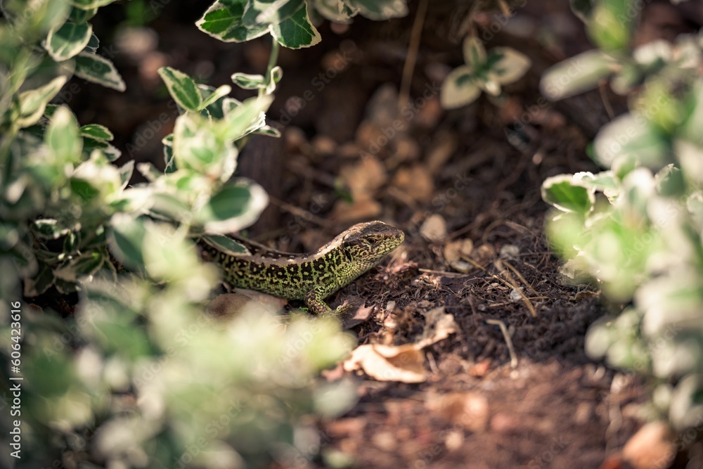 Poster Closeup of a beautiful lizard crawling on the ground in the woods