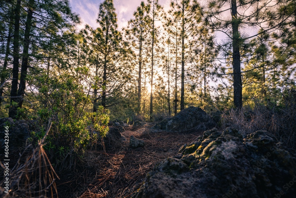 Poster scenic view of the sun rays shining through the trees in a forest