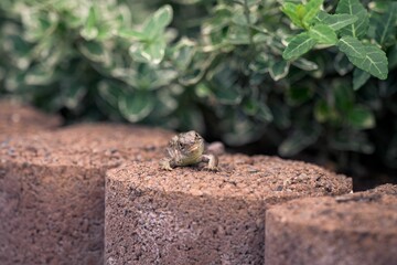 Closeup of a  Phrynocephalus crawling on a stone surface