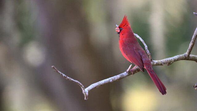 Northern Cardinal (Cardinalis cardinalis) red male, perched on twig, singing, Florida