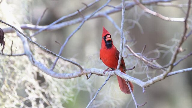 Northern Cardinal (Cardinalis cardinalis) red male, singing while perched on twig,  Florida