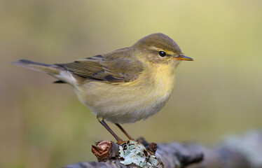 Lovely Common Chiffchaff (Phylloscopus collybita) posing gracefully on lichen covered tree stump in autumn season