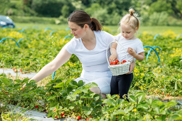 Mother and kid picking strawberry on self-picking farm. Harvesting concept. Pick-Your-Own farm
