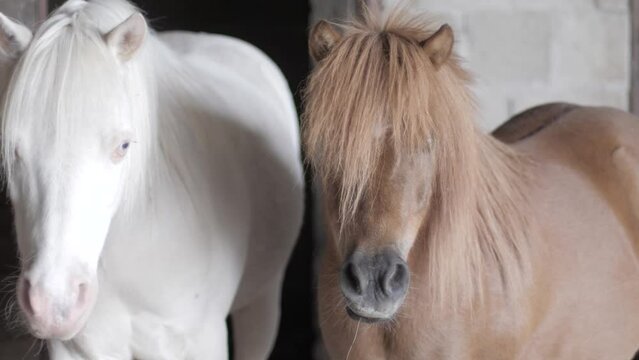 Pair of ponies one white albino and chestnut pony in a stable looking at camera.