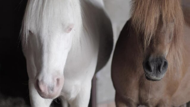 Front view of white albino and chestnut pony in a stable looking at camera.
