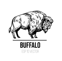 Buffalo vector sketch, bison illustration, black outline