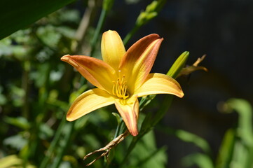 Obraz premium yellow lily flower