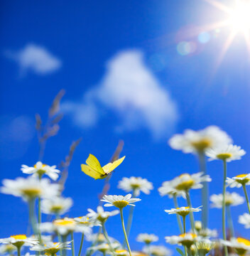 spring summer background with on wildflowers and fly butterfly on a  blue sunny sky background