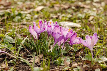 Purple beautiful blooming crocuses in spring against the background of grass